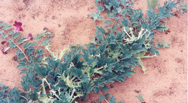 Which plant grows in the eastern and south eastern parts of Namibia, Southern Botswana and the Kalahari region of the Northern Cape, South Africa? Which plant grows in the eastern and south eastern parts of Namibia, Southern Botswana and the Kalahari region of the Northern Cape, South Africa?
