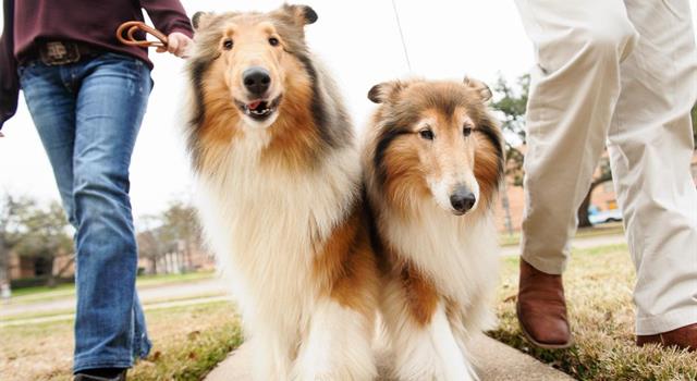 Society Trivia Question: Which university has a live collie as its official mascot? Society Trivia Question: Which university has a live collie as its official mascot?