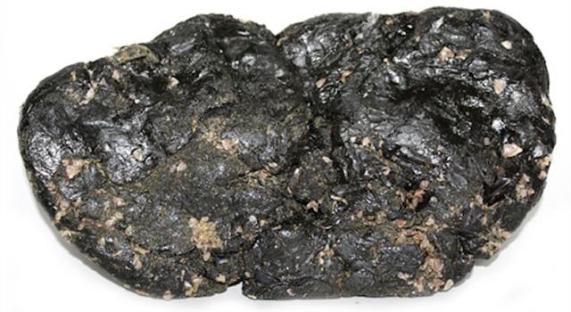 Nature Trivia Question: Ambergris comes from the digestive tracts of which animals? Nature Trivia Question: Ambergris comes from the digestive tracts of which animals?