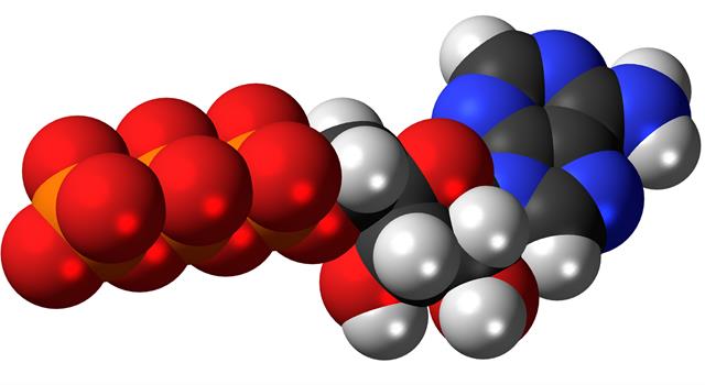 Science Trivia Question: In order to perform exercise or muscular work the body must be able to create energy. What is the common factor for virtually all cells in the body? Science Trivia Question: In order to perform exercise or muscular work the body must be able to create energy. What is the common factor for virtually all cells in the body?