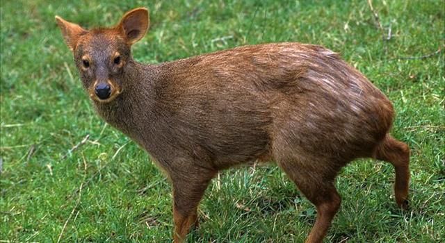 Nature Trivia Question: The 'Pudú', the smallest known deer in the world, lives on which continent? Nature Trivia Question: The 'Pudú', the smallest known deer in the world, lives on which continent?