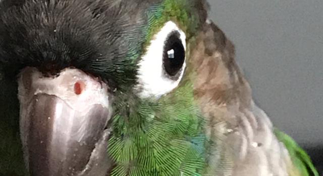 Nature Trivia Question: What parrot has the best speaking ability? Nature Trivia Question: What parrot has the best speaking ability?