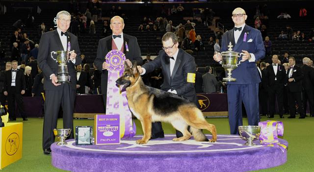 Society Trivia Question: What single breed of dog has won the most Best of Show awards at the annual Westminster competition? Society Trivia Question: What single breed of dog has won the most Best of Show awards at the annual Westminster competition?