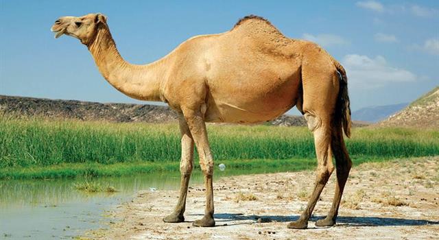 Geography Trivia Question: Where does a camel store large supplies of water? Geography Trivia Question: Where does a camel store large supplies of water?