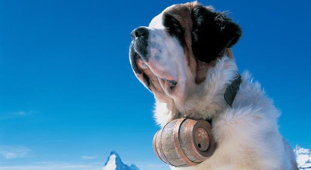 History Trivia Question: Where were St. Bernards utilized as "rescue dogs" in mountains? History Trivia Question: Where were St. Bernards utilized as "rescue dogs" in mountains?