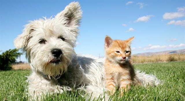 Nature Trivia Question: Which animal is responsible for the spread of heartworm? Nature Trivia Question: Which animal is responsible for the spread of heartworm?