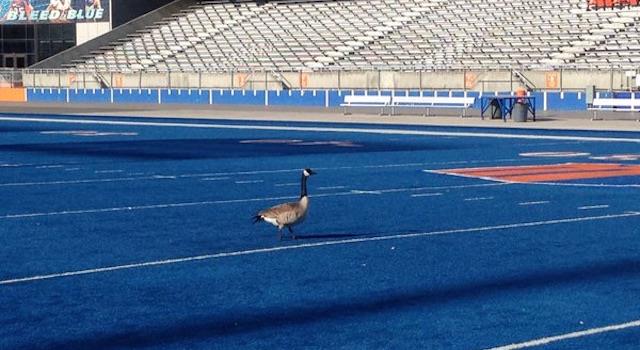 Sport Trivia Question: Which NCAA Division I FBS college football team was the first to play its home games on blue turf? Sport Trivia Question: Which NCAA Division I FBS college football team was the first to play its home games on blue turf?