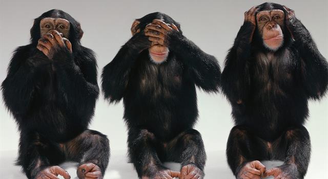 Culture Trivia Question: Which of these is not a Japanese name for one of the three wise monkeys? Culture Trivia Question: Which of these is not a Japanese name for one of the three wise monkeys?