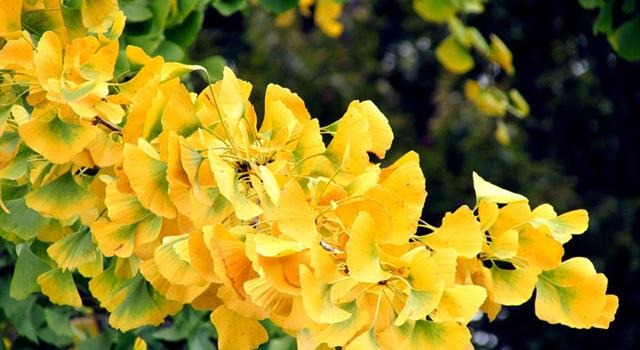 Nature Trivia Question: Which species of tree survived the atomic blast on Hiroshima in 1945 and was later nicknamed, “the bearer of hope”? Nature Trivia Question: Which species of tree survived the atomic blast on Hiroshima in 1945 and was later nicknamed, “the bearer of hope”?