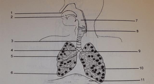 Science Trivia Question: Air travelling from the mouth to the lungs passes through which of these tubes? Science Trivia Question: Air travelling from the mouth to the lungs passes through which of these tubes?