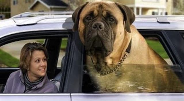 History Trivia Question: As of 2017, what is the name of the English Mastiff who holds the Guinness World Record for being the heaviest dog? History Trivia Question: As of 2017, what is the name of the English Mastiff who holds the Guinness World Record for being the heaviest dog?