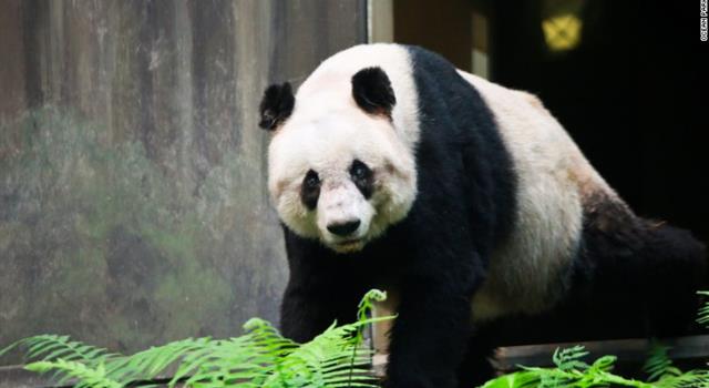 Nature Trivia Question: As of 2017, who was the oldest giant panda to live in captivity? Nature Trivia Question: As of 2017, who was the oldest giant panda to live in captivity?