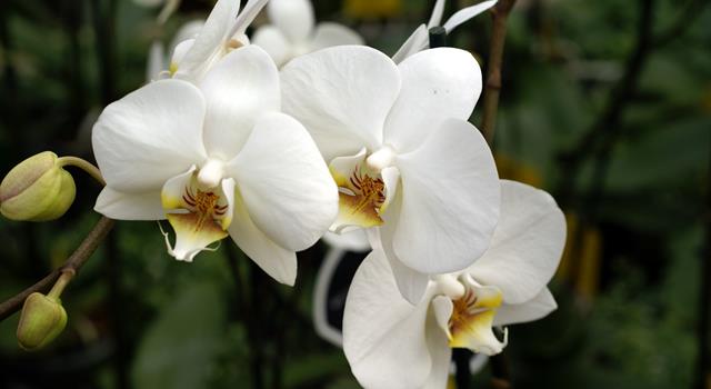 History Trivia Question: If something is described as 'orchid', what color or tint would it be? History Trivia Question: If something is described as 'orchid', what color or tint would it be?