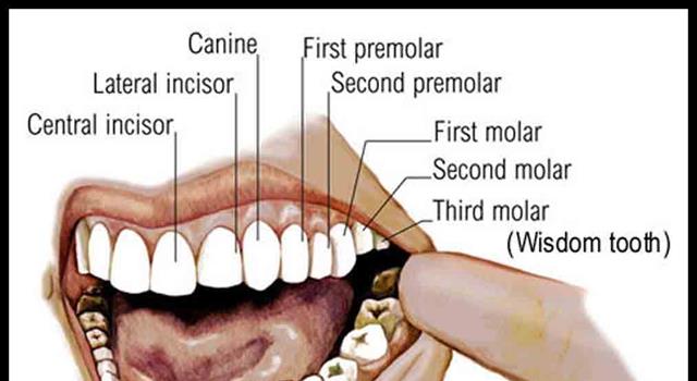 in-humans-bicuspid-is-another-name-trivia-answers-quizzclub