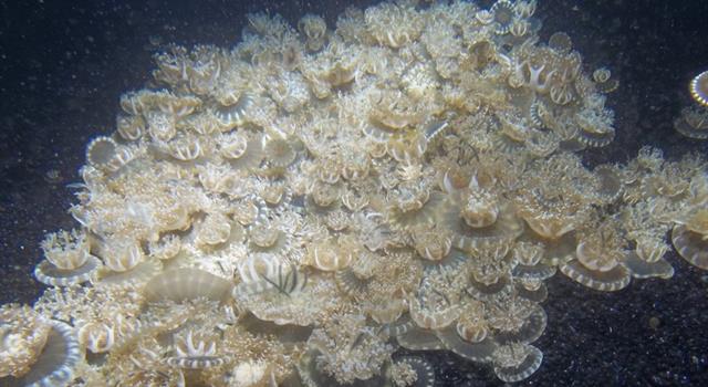 Nature Trivia Question: The mangrove jellyfish has what alternative name? Nature Trivia Question: The mangrove jellyfish has what alternative name?