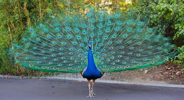 Culture Trivia Question: The Peacock is the national bird of which country? Culture Trivia Question: The Peacock is the national bird of which country?