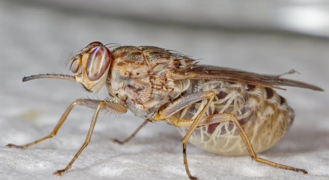 Geography Trivia Question: What continent is home to the tsetse fly? Geography Trivia Question: What continent is home to the tsetse fly?