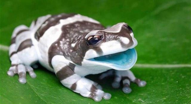 Nature Trivia Question: What is the animal pictured below? Nature Trivia Question: What is the animal pictured below?