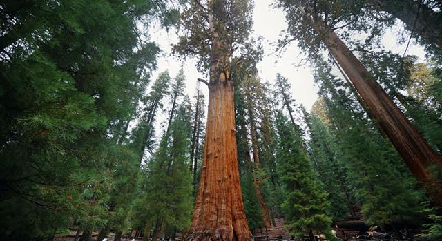 History Trivia Question: What military title precedes 'Sherman' in the name of one of the largest trees in the world? History Trivia Question: What military title precedes 'Sherman' in the name of one of the largest trees in the world?