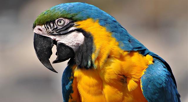 Sport Trivia Question: What North American baseball team has a parrot as a mascot? Sport Trivia Question: What North American baseball team has a parrot as a mascot?