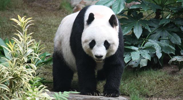 Nature Trivia Question: Where was the world's first giant panda born to a mixed pair of wild and captive parents in 2017? Nature Trivia Question: Where was the world's first giant panda born to a mixed pair of wild and captive parents in 2017?