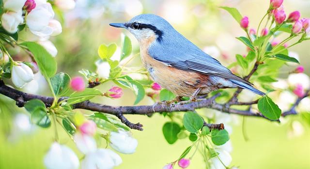 Nature Trivia Question: Which are the only birds that can fly backwards? Nature Trivia Question: Which are the only birds that can fly backwards?
