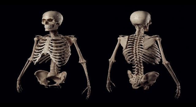 Science Trivia Question: Which body tissue connects muscle to bone? Science Trivia Question: Which body tissue connects muscle to bone?