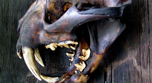 Nature Trivia Question: Which modern cat is most similar to the extinct saber-toothed cat? Nature Trivia Question: Which modern cat is most similar to the extinct saber-toothed cat?