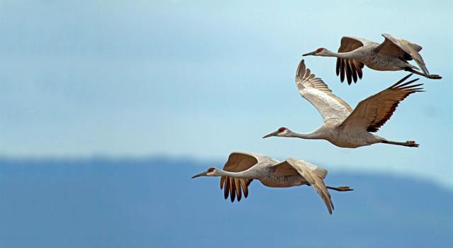 Nature Trivia Question: Who published “A Field Guide to the Birds” in 1934? Nature Trivia Question: Who published “A Field Guide to the Birds” in 1934?