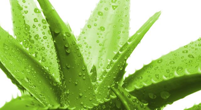 Geography Trivia Question: Why is the aloe plant sometimes called, "century old" in Russia? Geography Trivia Question: Why is the aloe plant sometimes called, "century old" in Russia?