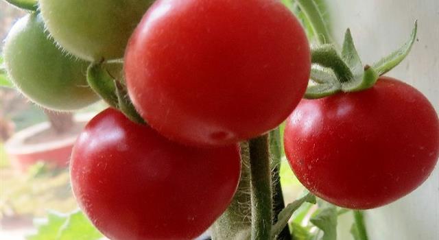 Science Trivia Question: What are the three major essential plant nutrients? Science Trivia Question: What are the three major essential plant nutrients?