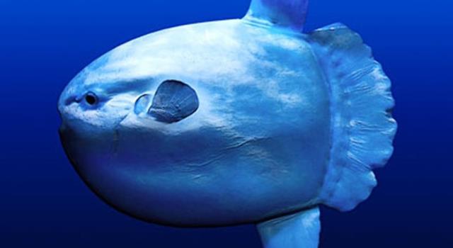 Nature Trivia Question: What is the largest fish ( by weight ) in the world? Nature Trivia Question: What is the largest fish ( by weight ) in the world?