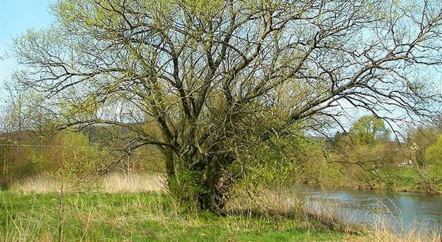 Science Trivia Question: What pain killing chemical does the inner bark of a white willow tree contain? Science Trivia Question: What pain killing chemical does the inner bark of a white willow tree contain?