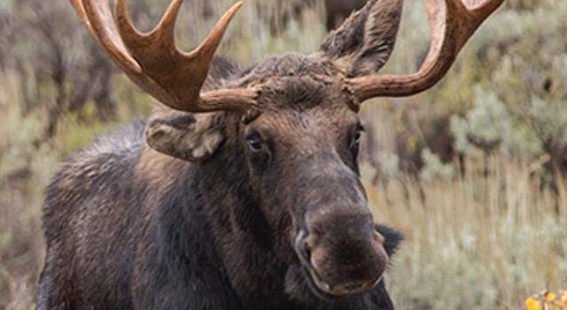 Nature Trivia Question: Which of the following is a sign that a moose is likely going to attack you? Nature Trivia Question: Which of the following is a sign that a moose is likely going to attack you?