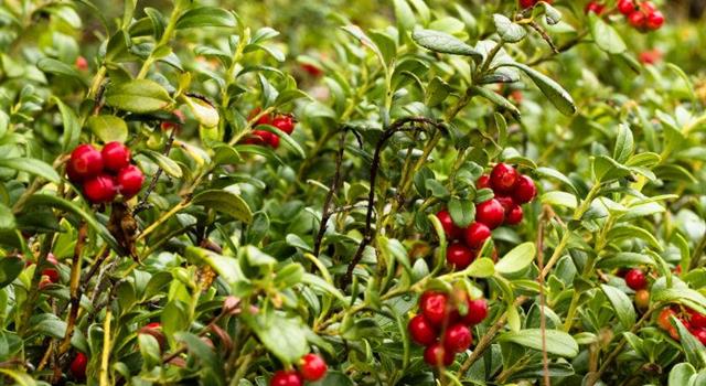 Nature Trivia Question: Commercially, the United States grows the most cranberries per year. Canada is in second place. Which country is third? Nature Trivia Question: Commercially, the United States grows the most cranberries per year. Canada is in second place. Which country is third?