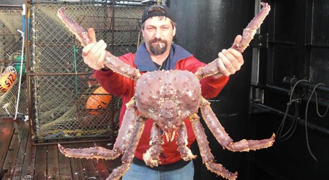 Sport Trivia Question: In which sport can you 'catch a crab'? Sport Trivia Question: In which sport can you 'catch a crab'?