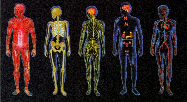 Science Trivia Question: The caudate nucleus lies in what organ of the body? Science Trivia Question: The caudate nucleus lies in what organ of the body?