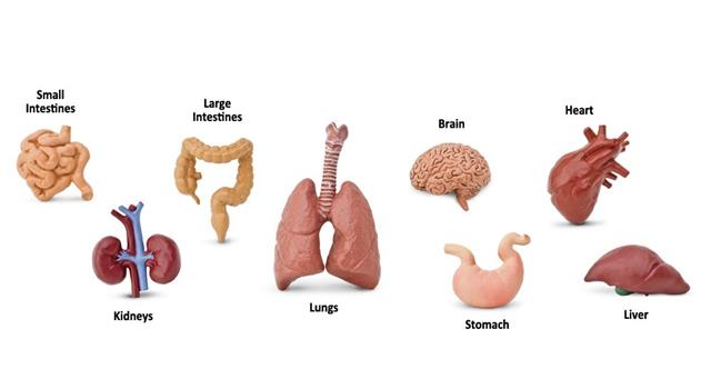 Science Trivia Question: The pericardium is the outer layer of tissue that forms the wall of what human organ? Science Trivia Question: The pericardium is the outer layer of tissue that forms the wall of what human organ?
