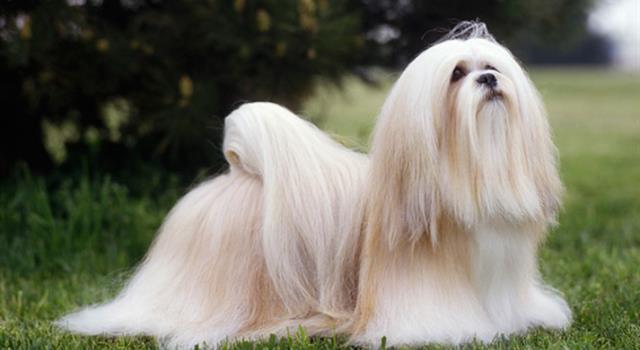 Nature Trivia Question: What breed of dog is in the photograph below ? Nature Trivia Question: What breed of dog is in the photograph below ?