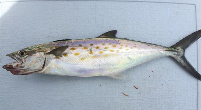 Nature Trivia Question: What is the name of this fish? Nature Trivia Question: What is the name of this fish?