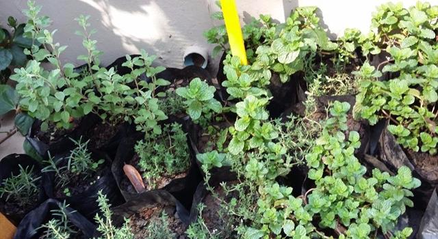 Science Trivia Question: What term describes the use of plants and plant materials for their healing or rejuvenating properties? Science Trivia Question: What term describes the use of plants and plant materials for their healing or rejuvenating properties?