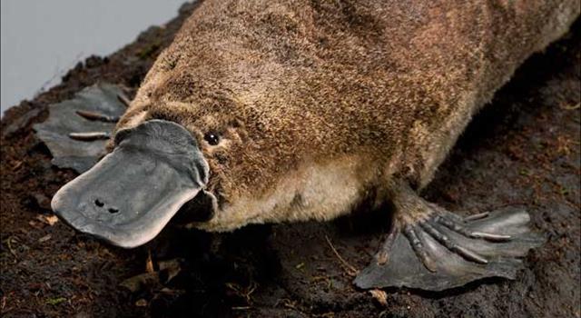 Science Trivia Question: Which of the following is not a characteristic of the platypus: Science Trivia Question: Which of the following is not a characteristic of the platypus: