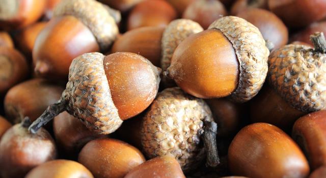 Science Trivia Question: Unprocessed, the acorns of American red oak and English oak trees are harmful for which animals to eat in large numbers? Science Trivia Question: Unprocessed, the acorns of American red oak and English oak trees are harmful for which animals to eat in large numbers?