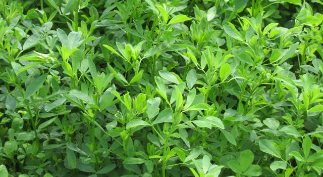 Culture Trivia Question: The plant alfalfa is also known by the name of which Swiss city? Culture Trivia Question: The plant alfalfa is also known by the name of which Swiss city?