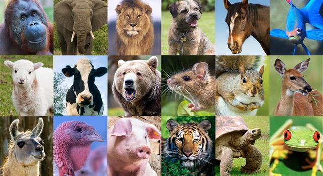 Nature Trivia Question: What animal belongs to the Sphyraena family? Nature Trivia Question: What animal belongs to the Sphyraena family?