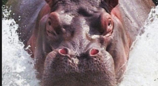 What Happens When You Upset A Hippo Trivia Answers QuizzClub