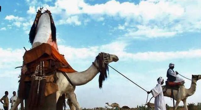 Culture Trivia Question: What is this camel carrying? Culture Trivia Question: What is this camel carrying?