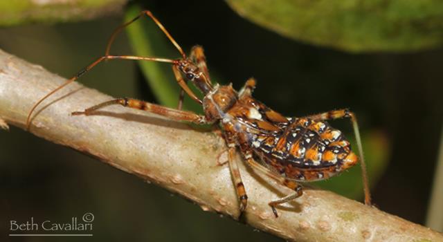 Nature Trivia Question: What's the difference between a bug and a beetle? Nature Trivia Question: What's the difference between a bug and a beetle?
