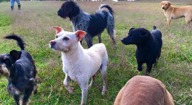 Society Trivia Question: Which breed of dog was last on the 2016 American Kennel Club list of the 189 favorite breeds in America? Society Trivia Question: Which breed of dog was last on the 2016 American Kennel Club list of the 189 favorite breeds in America?