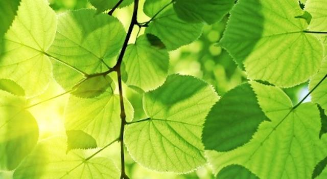 Science Trivia Question: Who is generally credited with the discovery of photosynthesis? Science Trivia Question: Who is generally credited with the discovery of photosynthesis?